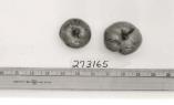 Click for 1 image(s) for this accession. FRUIT